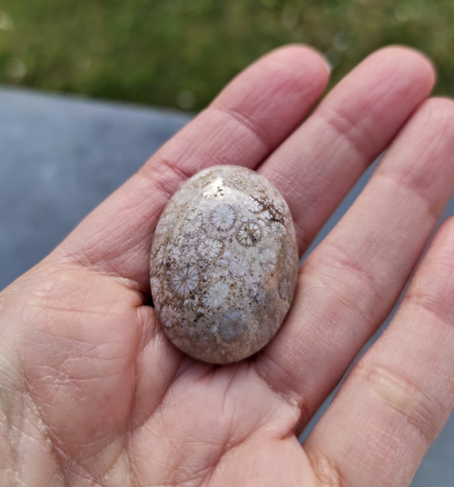 Zkamenělý korál, ID 1817, 34x24 mm