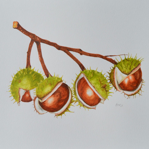 Originál, akvarel -čtyři kaštany- 40 x 30 cm