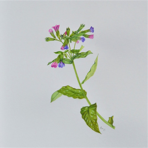 Originál, akvarel - plicník- 40 x 30 cm
