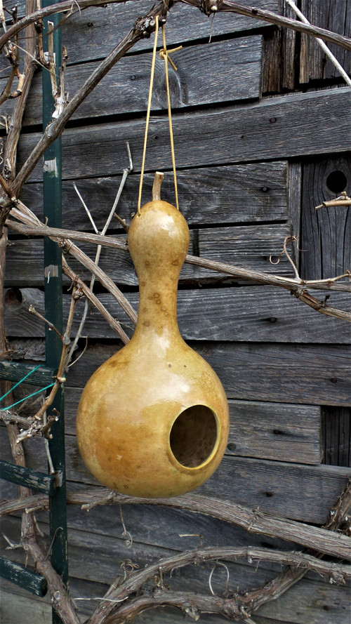 Budka z tykve III. — foto 1