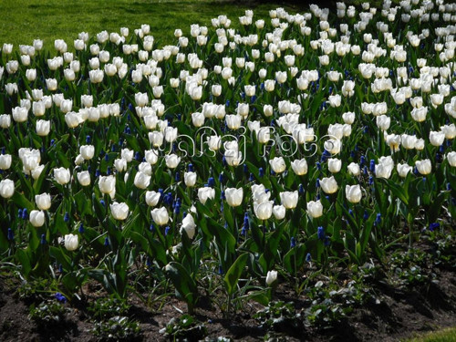 Bílé tulipány