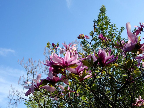 Magnolie