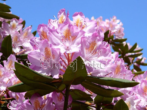 Růžový rododendron