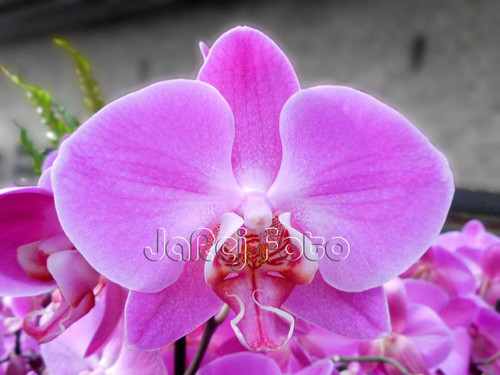 Růžová orchidej