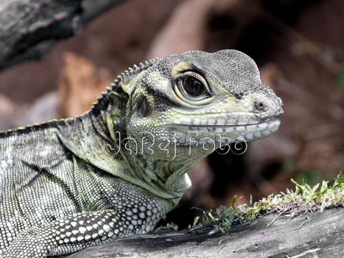 Agama