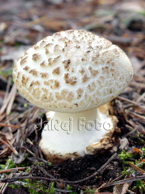 Bílá muchomůrka — foto 1