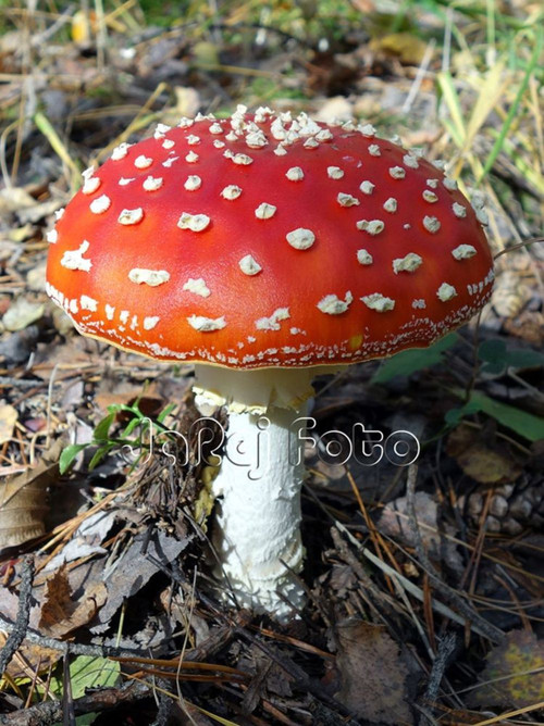 Muchomůrka