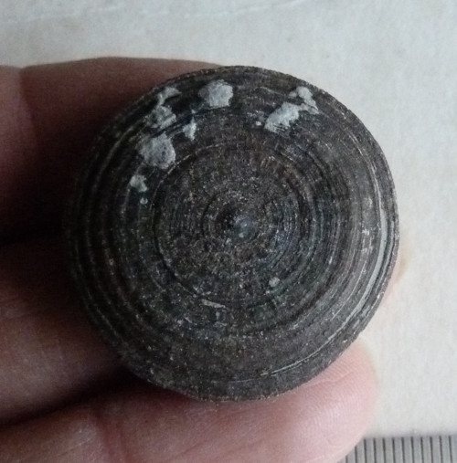 Fosilní korál Cyclolites - 3 cm — foto 1