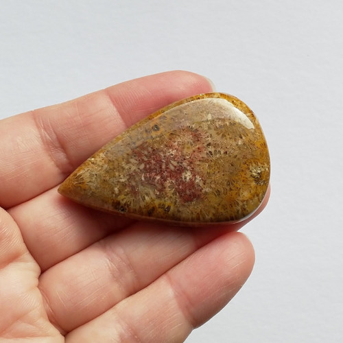 Korál fosilní 59 kabošon 50 x 32 x 8 mm