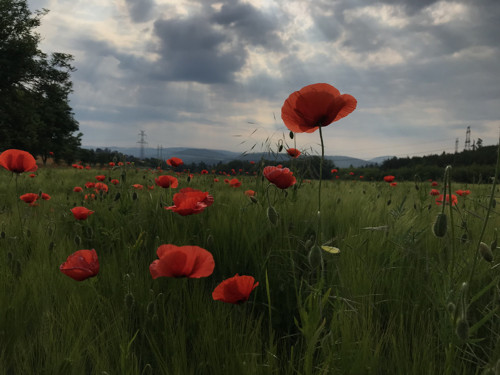 Procházka za bylinkami PRAHA - poukaz — foto 1