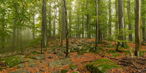 Blanický les