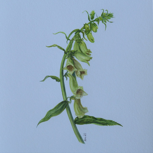 Originál, akvarel - Náprstník - 28 x 21 cm