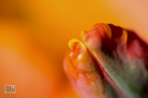 447 - Orange beauty II - autorská fotografie