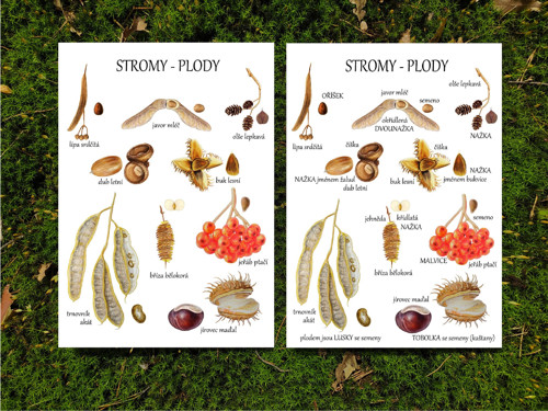Obrázek STROMY - PLODY - vel. A4