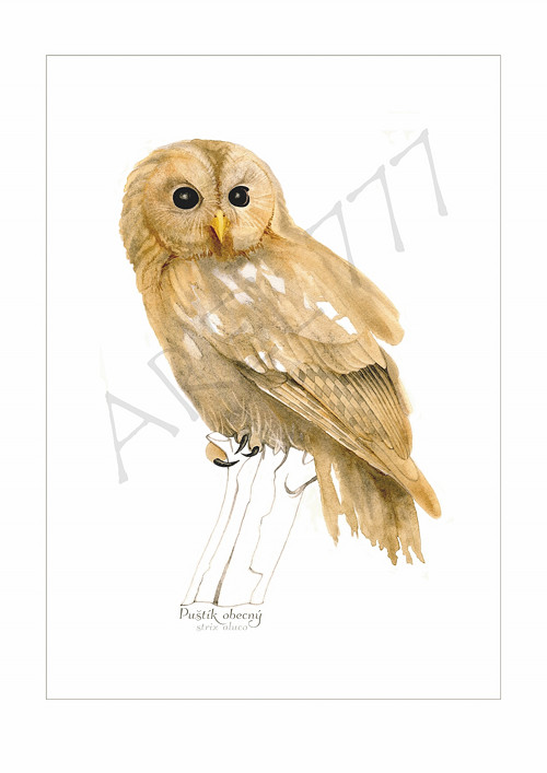 Puštík Obecný