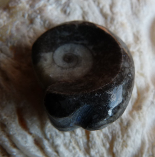 Goantit - 2,7 cm