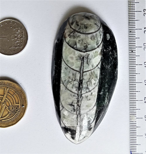 Orthoceras 71 x 37 mm — foto 1