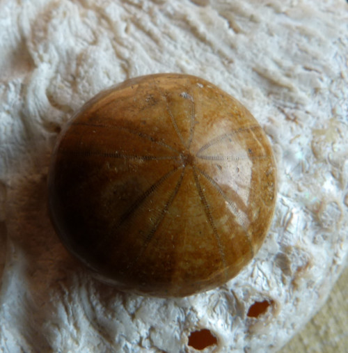 Fosilní ježovka - 2,8 cm