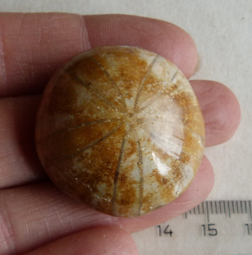 Fosilní ježovka - 3,3 cm
