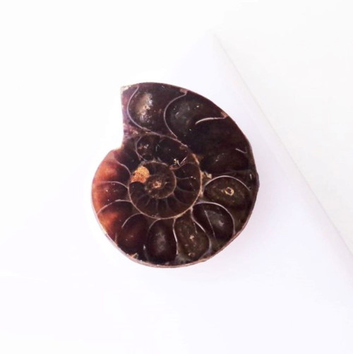 Amonit 29 x 25 mm — foto 1