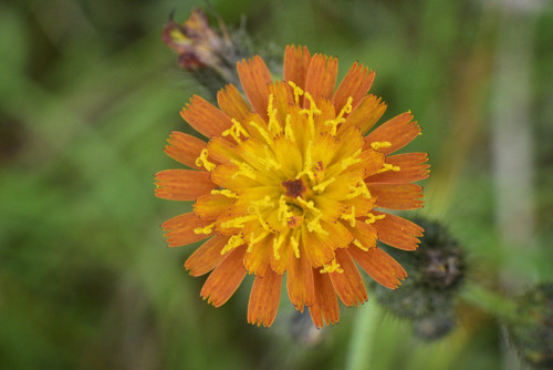 Oranžová — foto 1