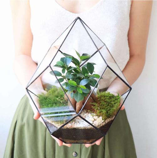 DIY sada + terárium s bonsají