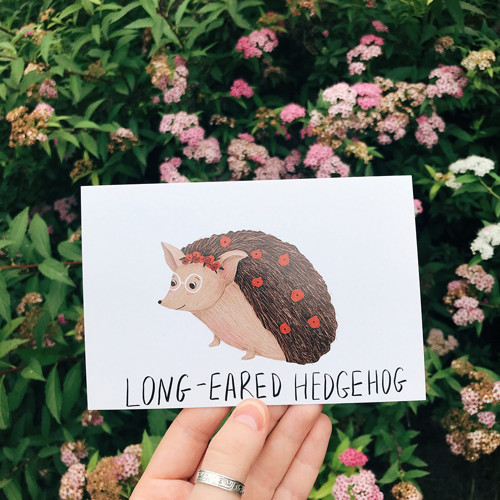 Pohlednice Long-eared Hedgehog