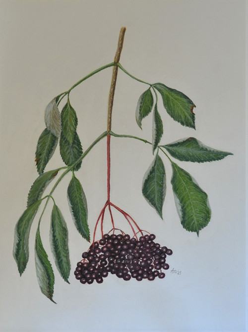 Originál suchý pastel- Bezinka- 30 x 40 cm, v rámu