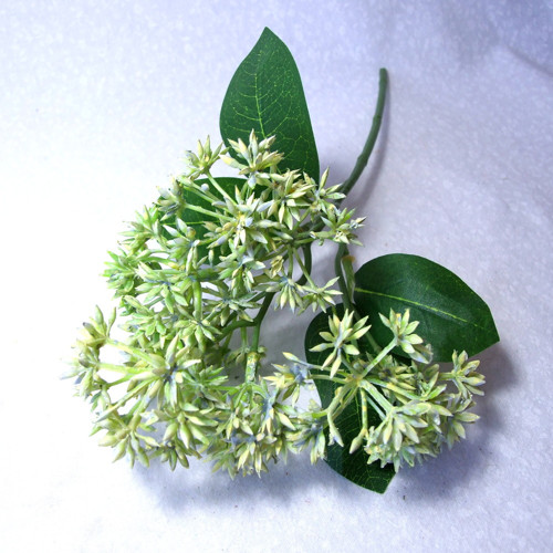 Skimmia bílá — foto 1