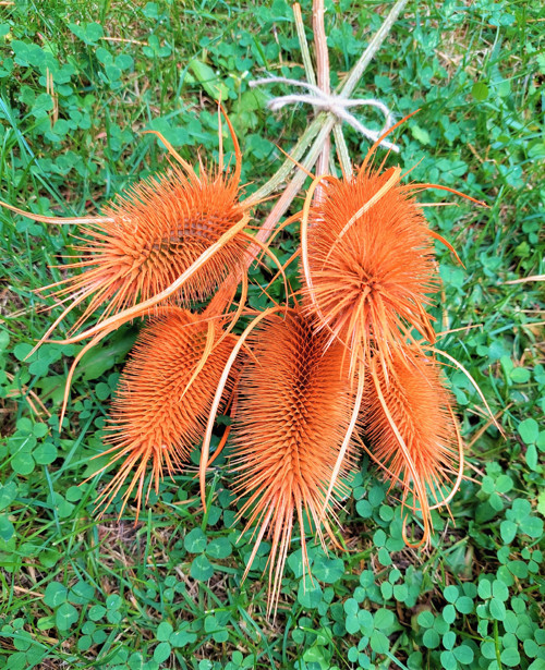 Bodlák barvený - oranžový