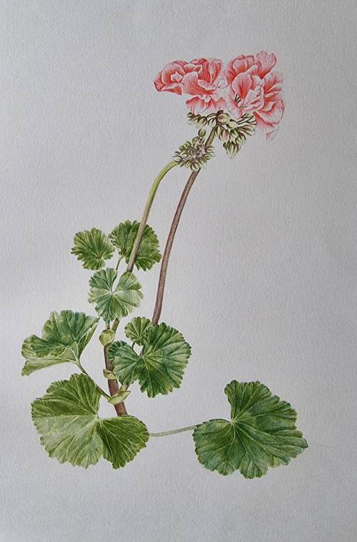Kurs botanicke kresby Herbarium — foto 1
