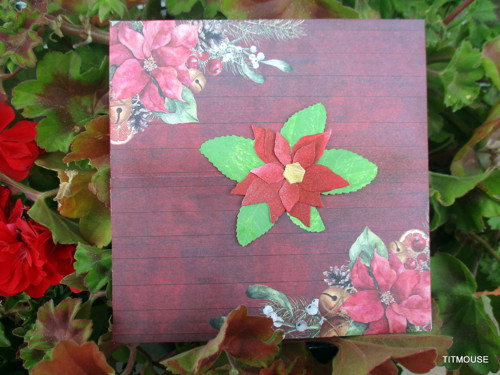 Poinsettie — foto 1