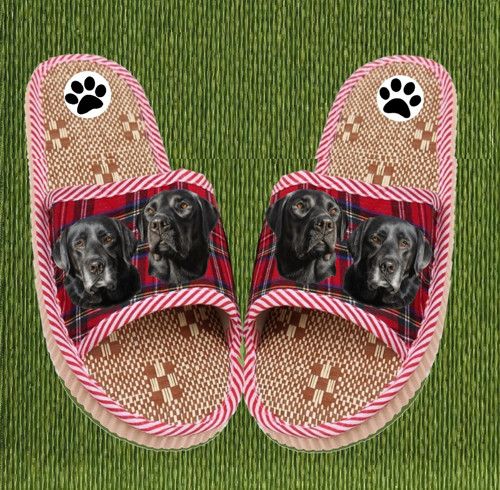 Labrador Bačkůrky "Skotský Psí Svět"