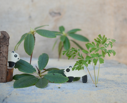 Panda