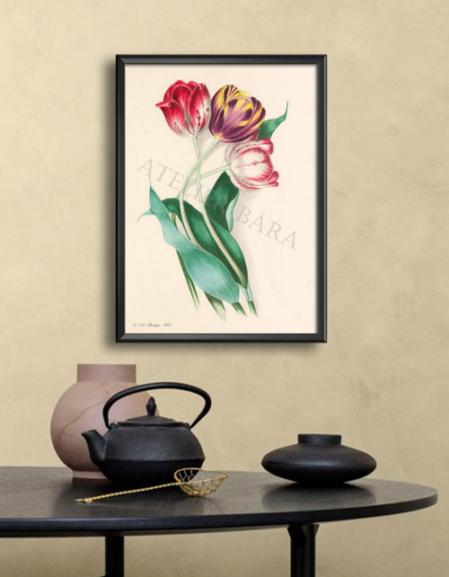 Z herbáře - tulipány — foto 1