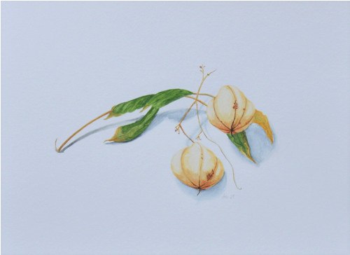Originál, akvarel - Suchá tobolka - 28 x 21 cm