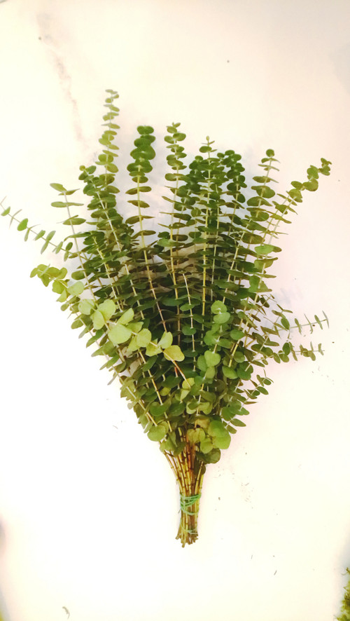 Přírodní MATERIAL _ okrasný AROMA eucalyptus