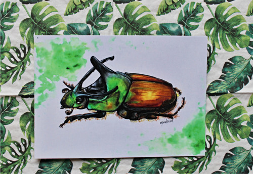 Pohled Proagoderus imperator