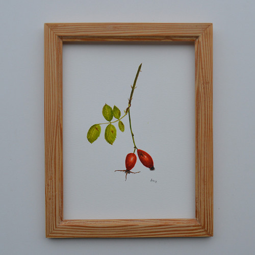 Originál, akvarel - šípek - 28 x 21 cm