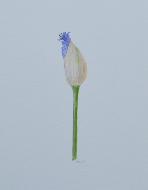 Originál, akvarel - rozkvétání - 28 x 21 cm