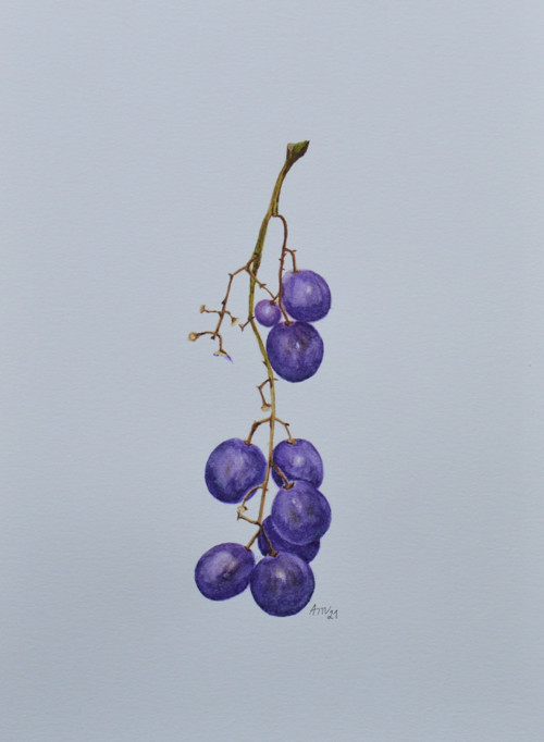 Originál, akvarel - Modrý hrozen - 28 x 21 cm