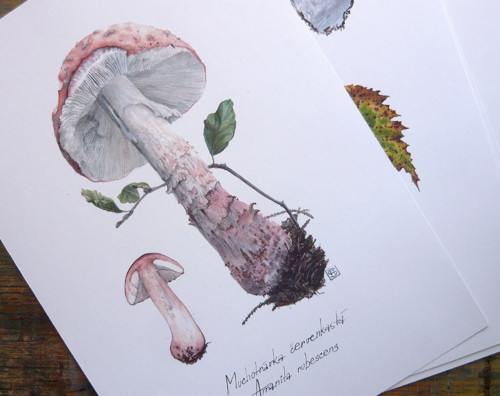 Ilustrácia - muchotrávka červenkastá