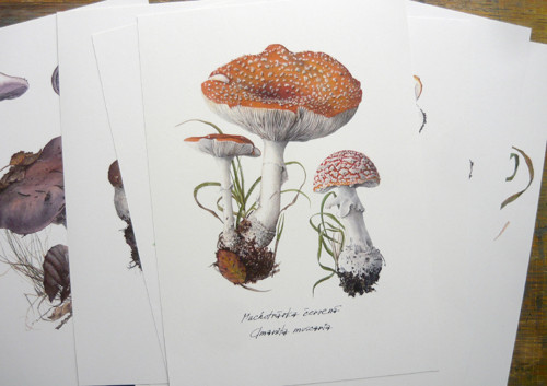 Ilustrácia - muchotrávka červená