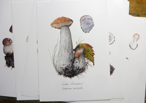 Ilustrácia - Kozák žltooranžový