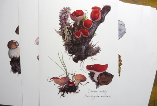 Ilustrácia - ohnivec rakúsky