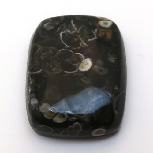 Kabošon turritella obdélník 22mm
