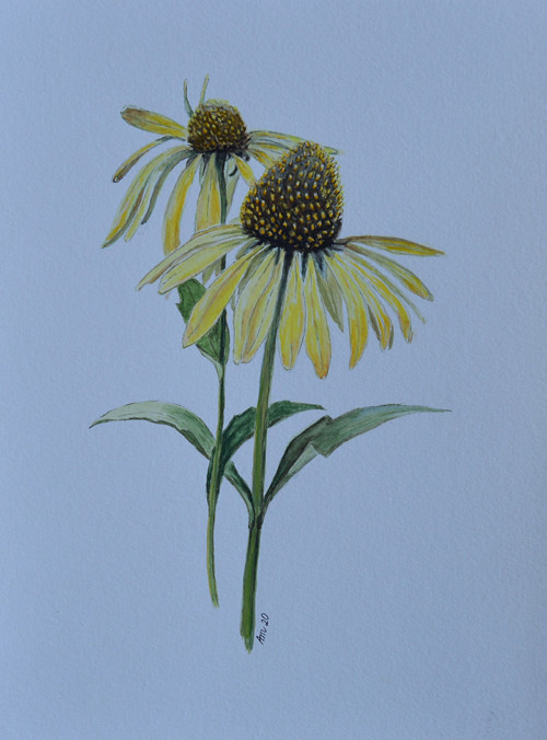 Originál, akvarel - Třapatka - 28 x 21 cm