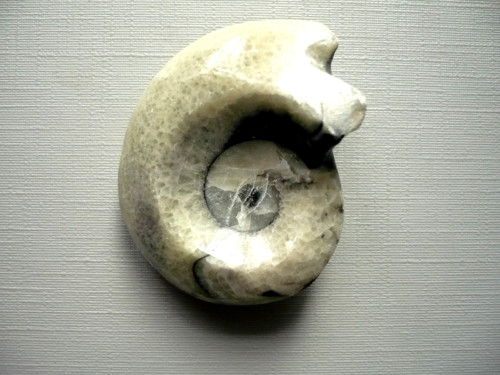 Goniatit 41 mm, č.8f