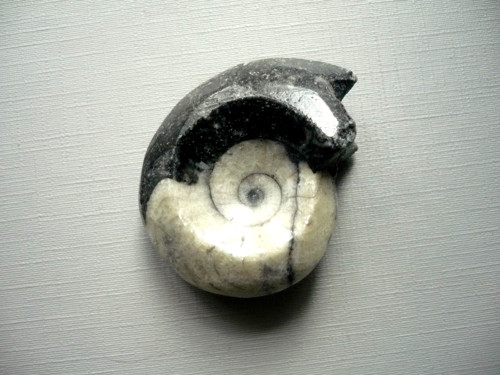 Goniatit 44 mm, č.13f