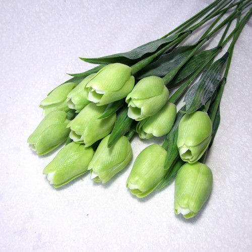 Tulipán zelený — foto 1